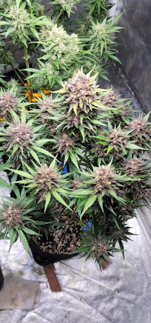 LSD-25 1st run :). Week 10