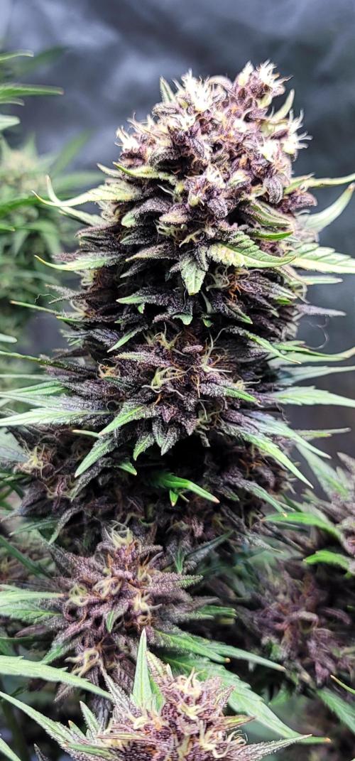 LSD-25 1st run :). Week 10