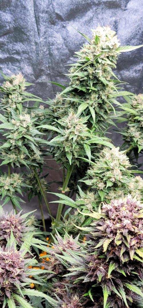 LSD-25 1st run :). Week 10