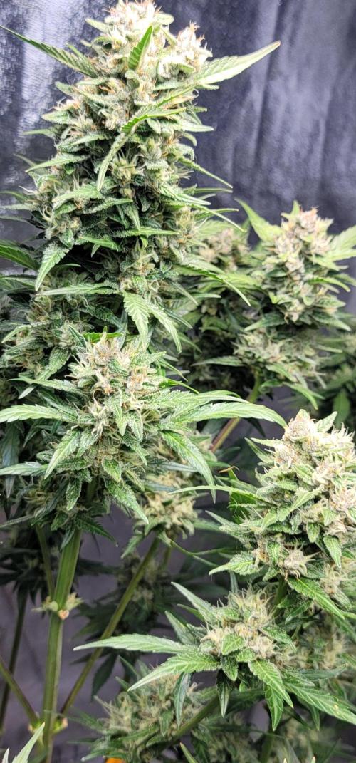 LSD-25 1st run :). Week 10