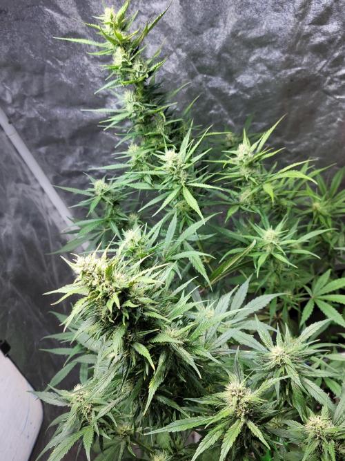 Strawberry 🍓 Gorilla 🦍 🎄. Week 8