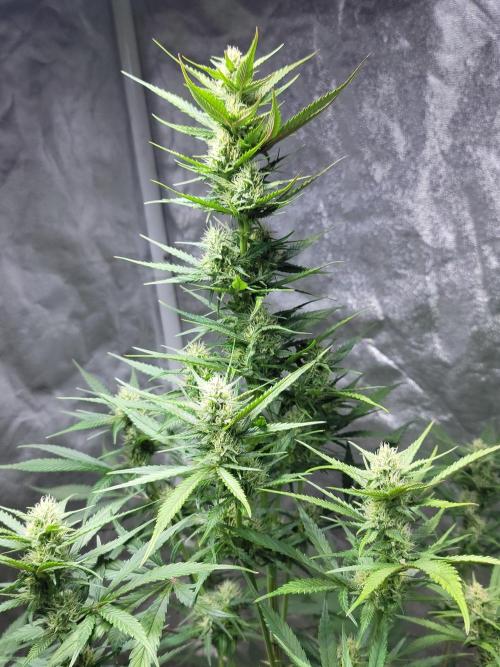 Strawberry 🍓 Gorilla 🦍 🎄. Week 8