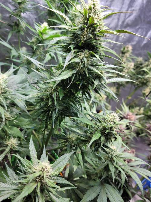 Strawberry 🍓 Gorilla 🦍 🎄. Week 8