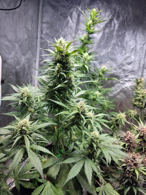 Strawberry 🍓 Gorilla 🦍 🎄. Week 8