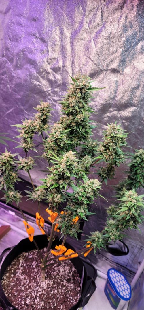 LSD-25 1st run :). Week 11