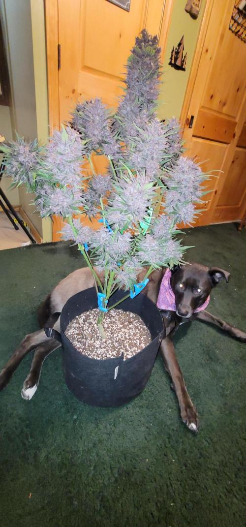 LSD-25 1st run :). Week 11 - Ash 🐶