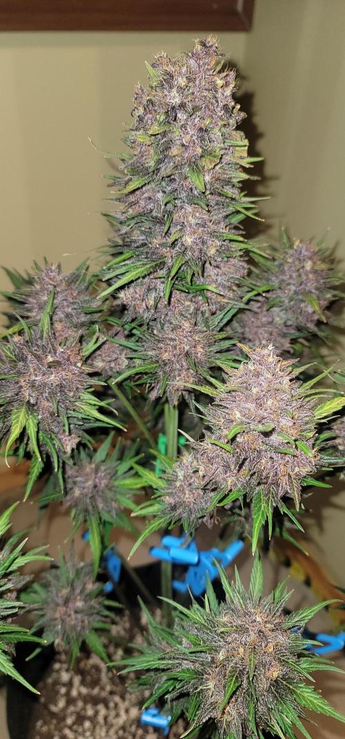 LSD-25 1st run :). Week 11