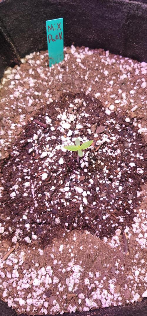 Mix pack RF3 ❄️. Week 0