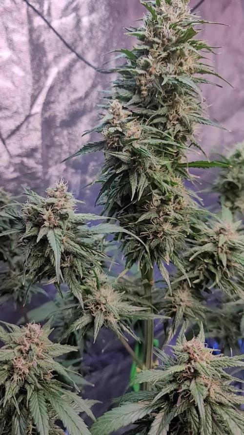 Strawberry 🍓 Gorilla 🦍 🎄