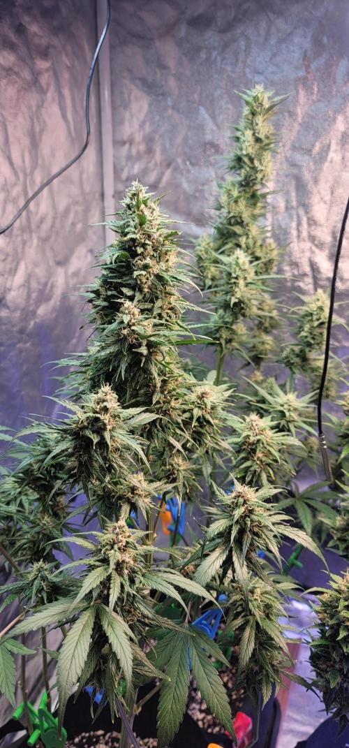 Strawberry 🍓 Gorilla 🦍 🎄. Week 9