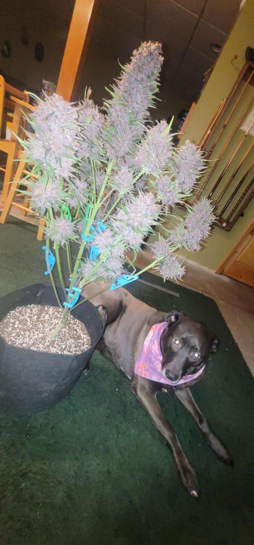 LSD-25 1st run :). Week 11