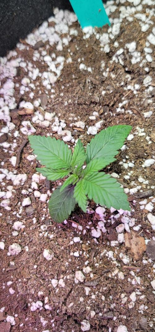 Mix pack RF3 ❄️. Week 1