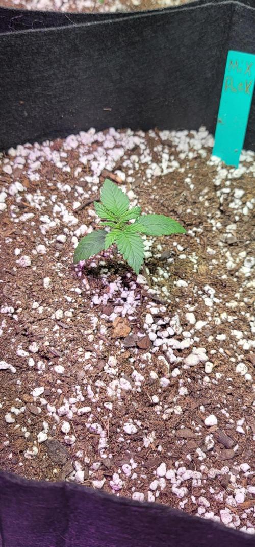 Mix pack RF3 ❄️. Week 1