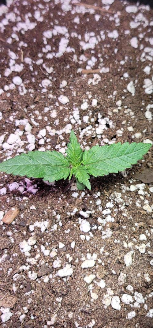 Guava 🍈👽. Week 1