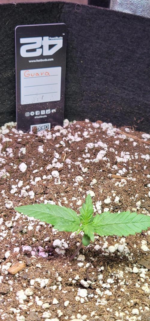 Guava 🍈👽. Week 1