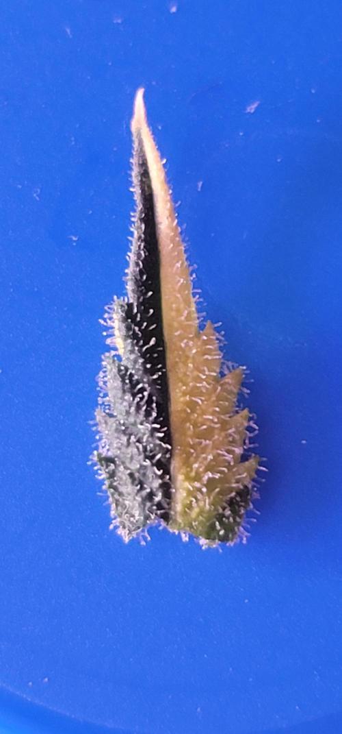 Strawberry 🍓 Gorilla 🦍 🎄. Week 10