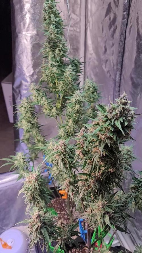 Strawberry 🍓 Gorilla 🦍 🎄