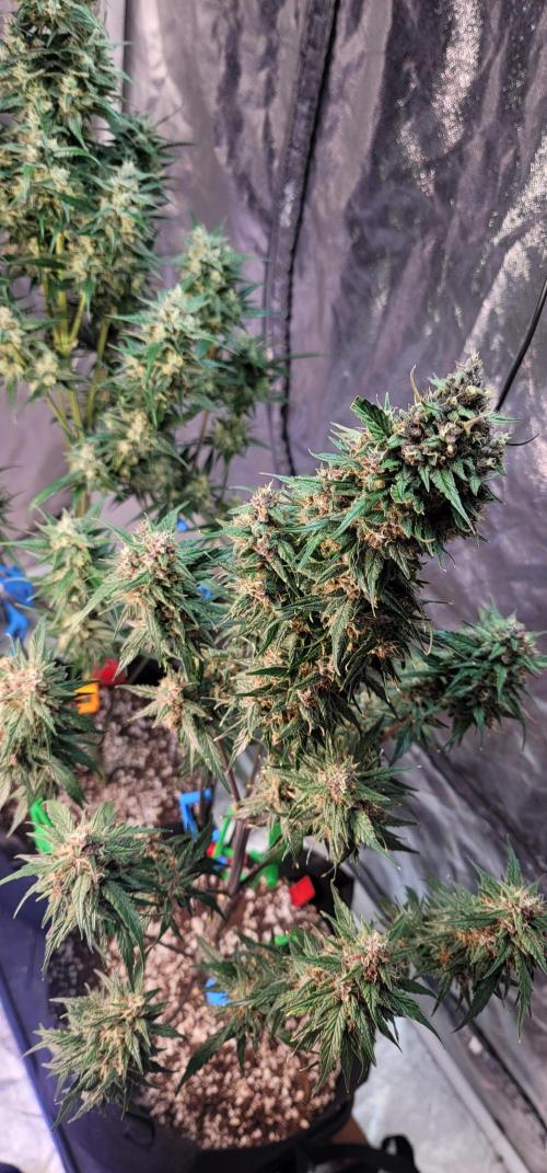 Strawberry 🍓 Gorilla 🦍 🎄. Week 10