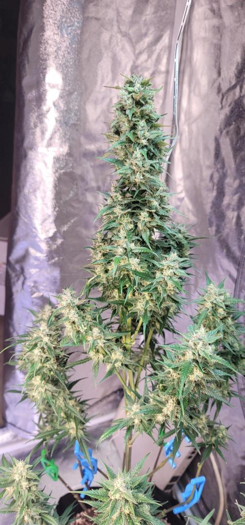 Strawberry 🍓 Gorilla 🦍 🎄. Week 10