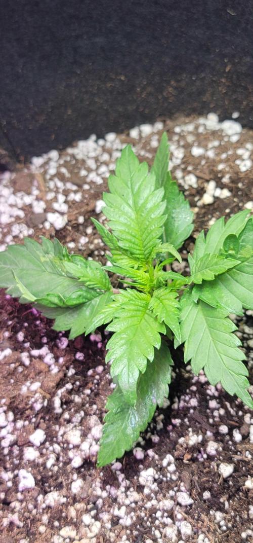 Guava 🍈👽. Week 2