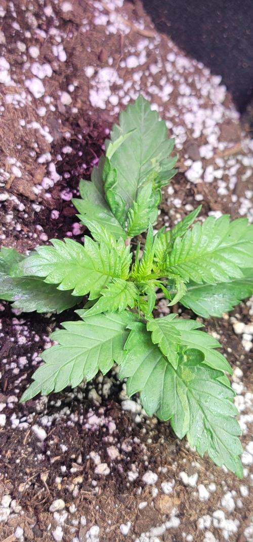 Guava 🍈👽. Week 2