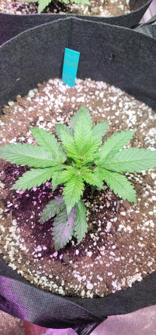 Mix pack RF3 ❄️. Week 2