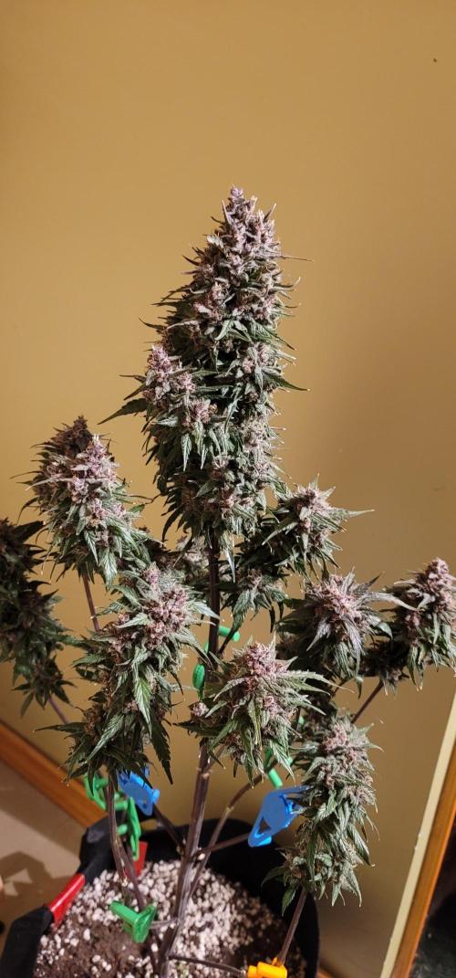 Strawberry 🍓 Gorilla 🦍 🎄. Week 11