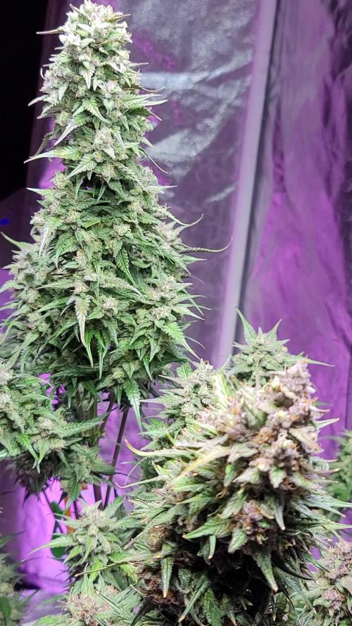 Strawberry 🍓 Gorilla 🦍 🎄