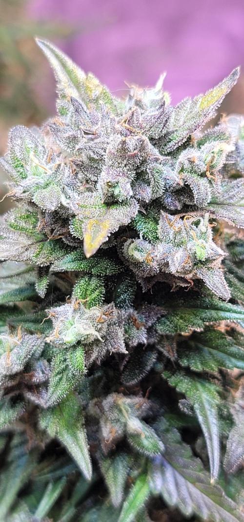 Strawberry 🍓 Gorilla 🦍 🎄. Week 11