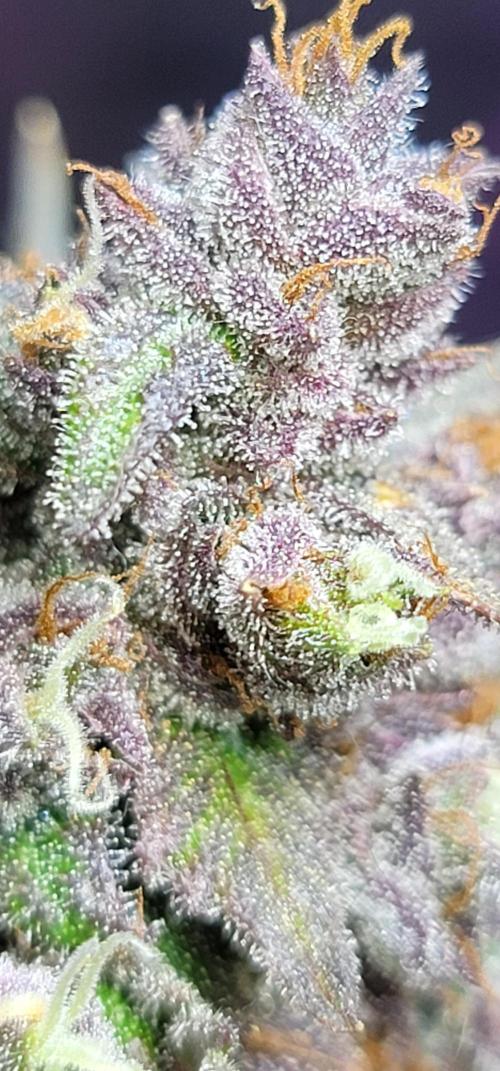 Strawberry 🍓 Gorilla 🦍 🎄. Week 11