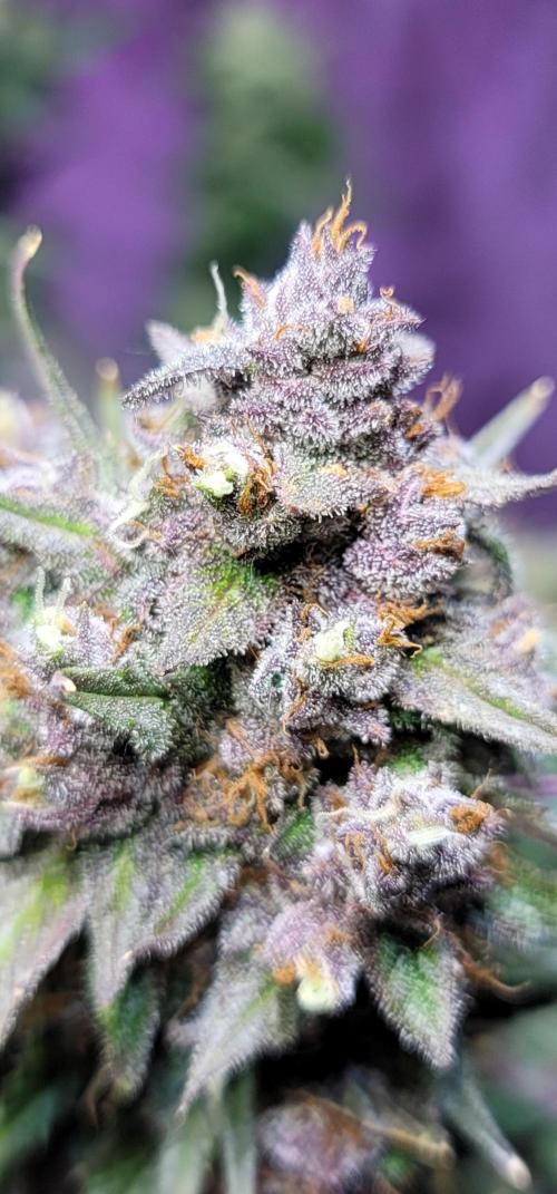 Strawberry 🍓 Gorilla 🦍 🎄. Week 11