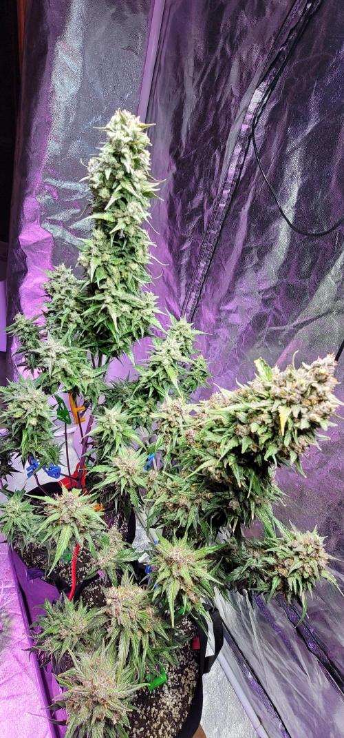 Strawberry 🍓 Gorilla 🦍 🎄. Week 11