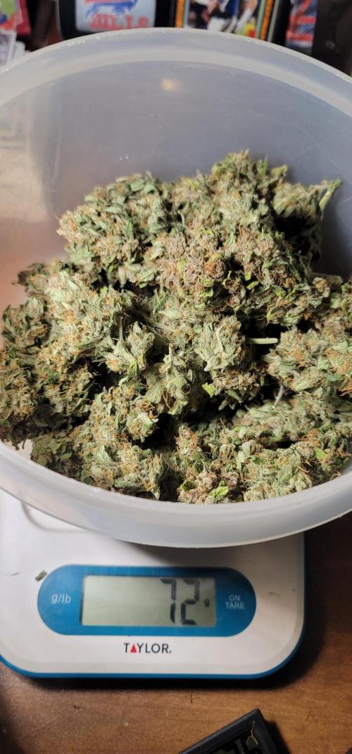 LSD-25 1st run :). Week 12