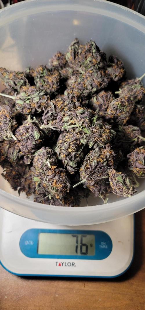 LSD-25 1st run :). Week 12