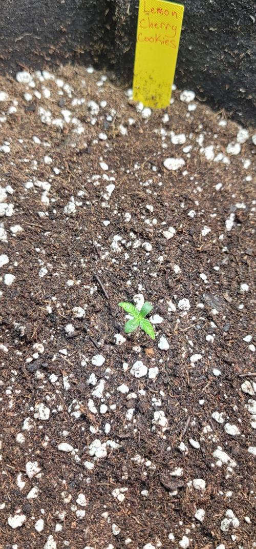 Lemon Cherry Cookies 🍋 🍒 🍪. Week 0