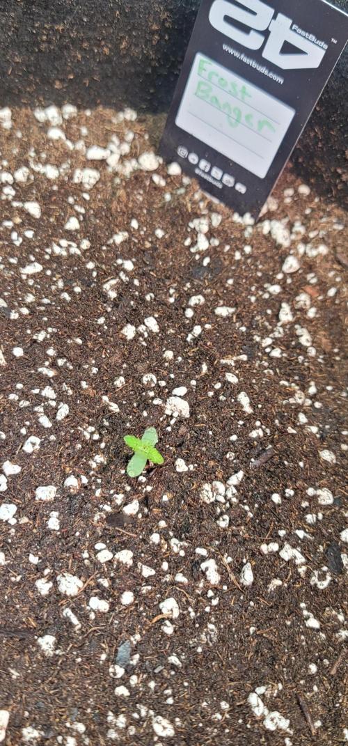 FBxFB ❄️. Week 0