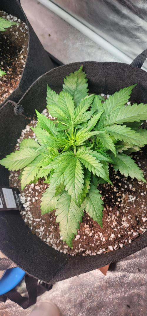 Guava 🍈👽. Week 3