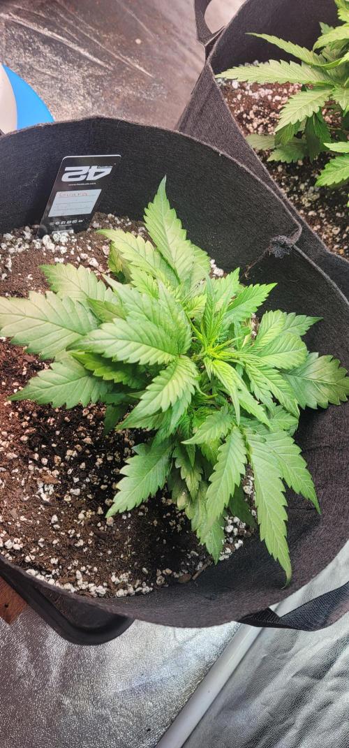 Guava 🍈👽. Week 3