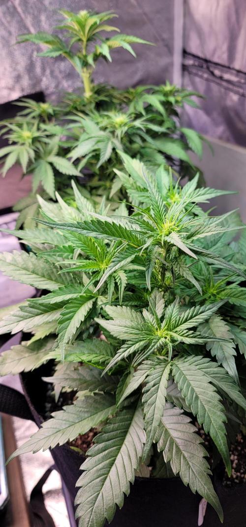 Guava 🍈👽. Week 4
