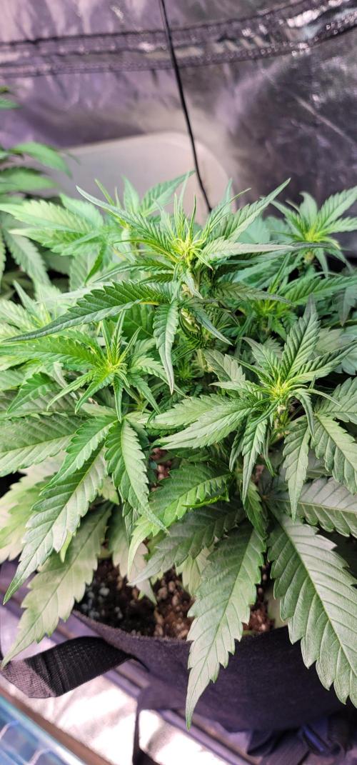 Guava 🍈👽. Week 4