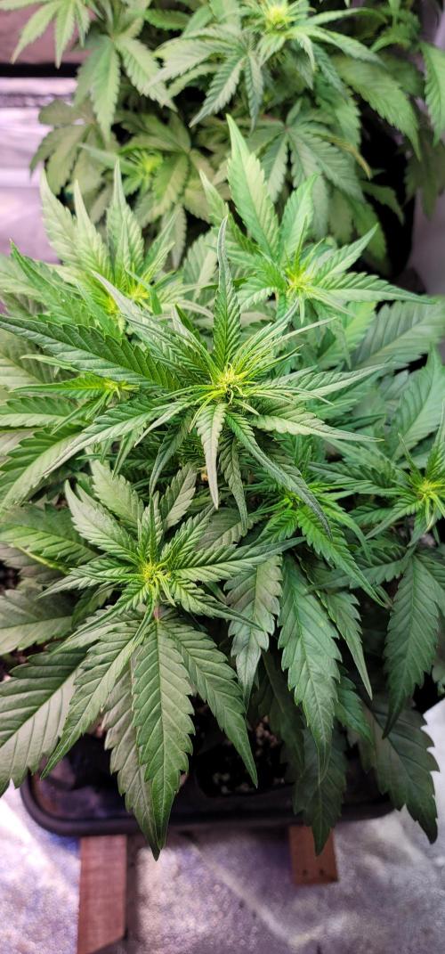 Guava 🍈👽. Week 4