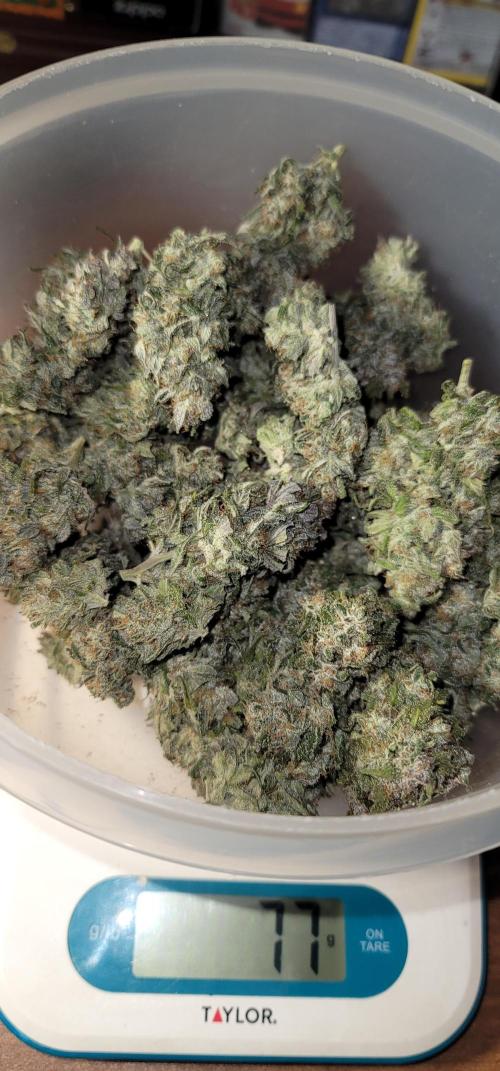 Strawberry 🍓 Gorilla 🦍 🎄. Week 12