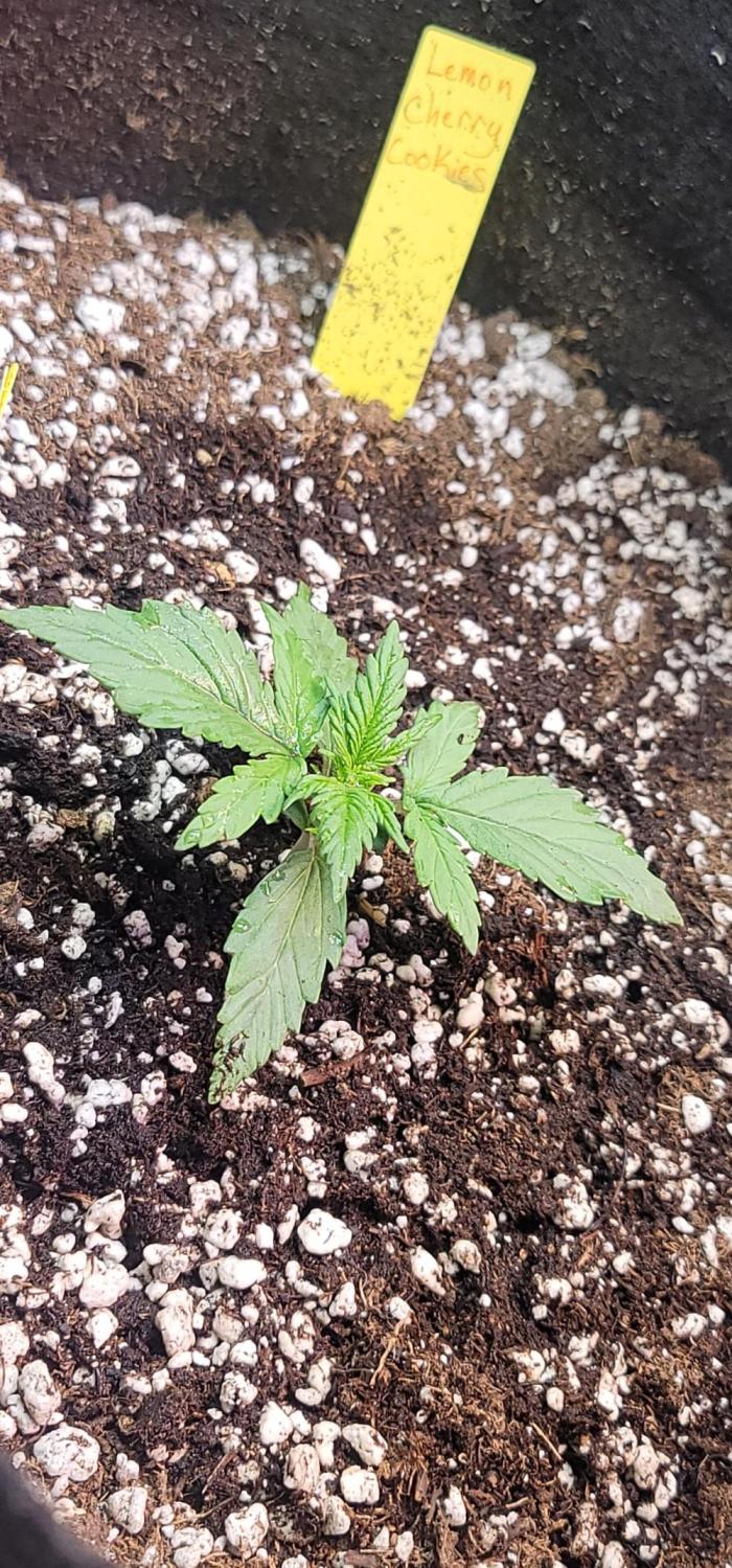 Lemon Cherry Cookies 🍋 🍒 🍪. Week 1