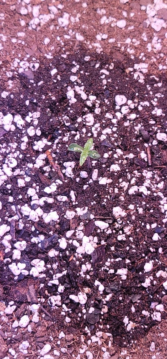 Apricot. Week 0