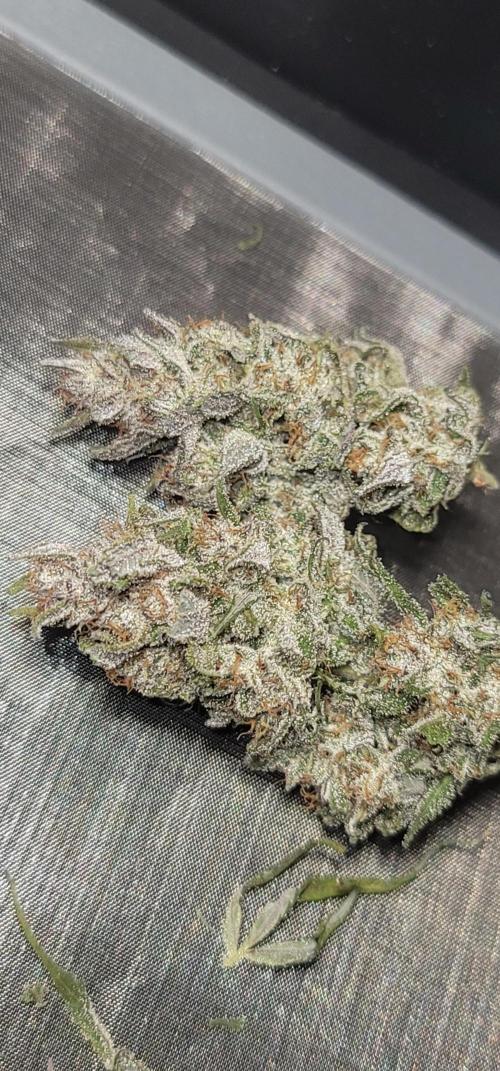 Strawberry 🍓 Gorilla 🦍 🎄. Week 12