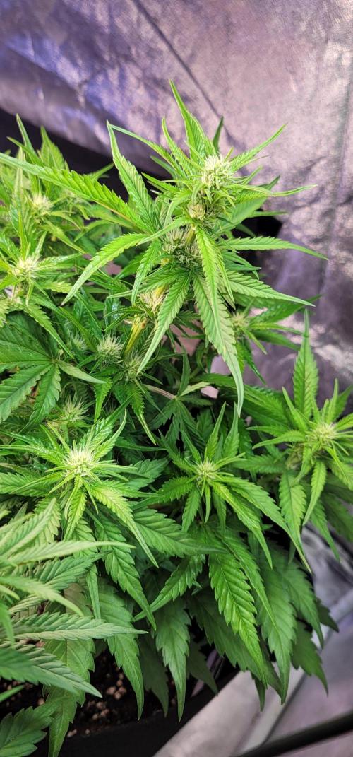 Guava 🍈👽. Week 5