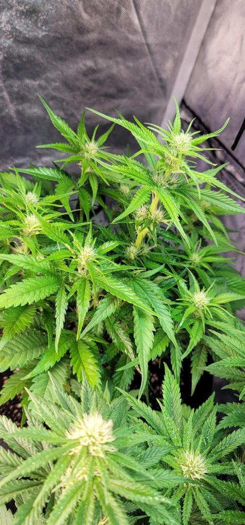 Guava 🍈👽. Week 5