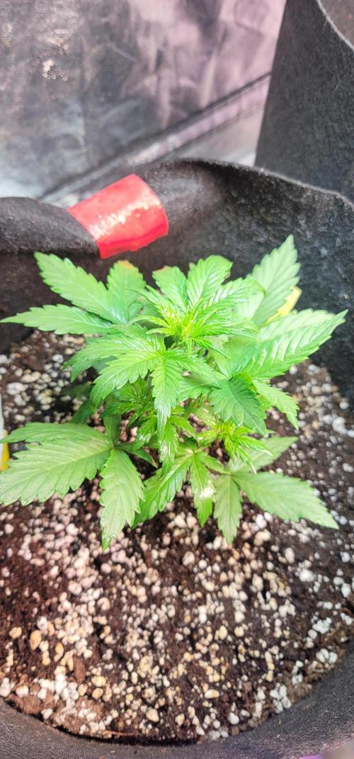 Lemon Cherry Cookies 🍋 🍒 🍪. Week 2