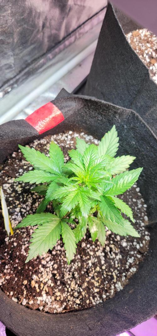 Lemon Cherry Cookies 🍋 🍒 🍪. Week 2