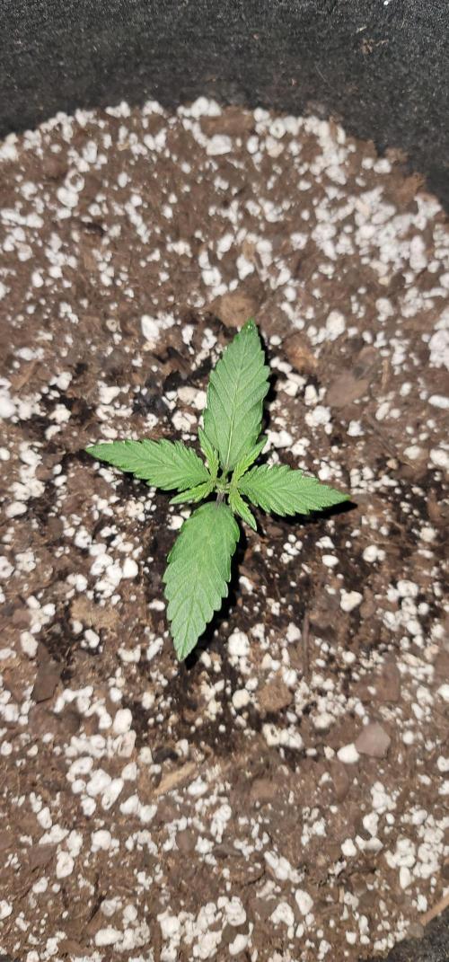 Apricot. Week 1